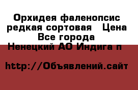 Орхидея фаленопсис редкая сортовая › Цена ­ 800 - Все города  »    . Ненецкий АО,Индига п.